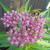 Asclepias incarnata 'Cinderella'