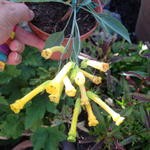 Nicotiana glauca - Tabaksplant, boomtabak