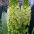 Eucomis pole-evansii