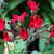 Pelargonium ardens