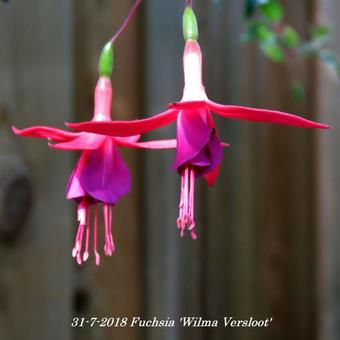 Fuchsia 'Wilma Versloot'