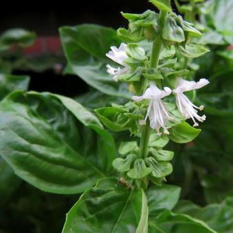 Ocimum basilicum