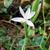 Hesperantha coccinea f. alba