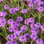 Verbena rigida 'Santos' - IJzerhard