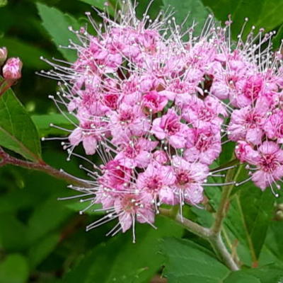 Spierstruik - Spiraea japonica 'Anthony Waterer'