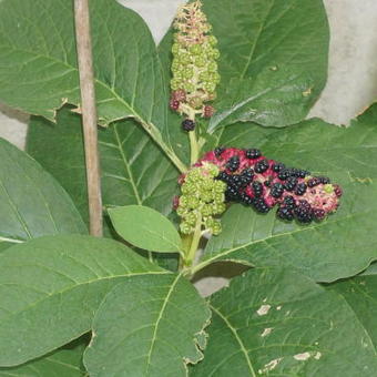 Phytolacca americana