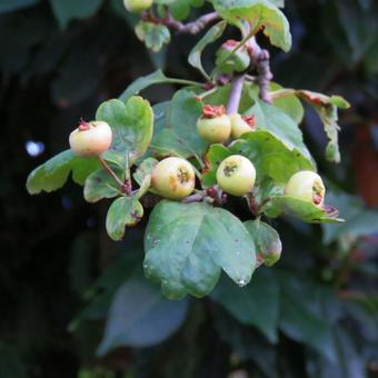 Crataegus x media 'Paul's Scarlet'