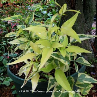 Solanum jasminoides 'Variegata'