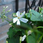 Oxalis articulata 'Alba' - Witte klaverzuring