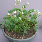 Oxalis articulata 'Alba' - Witte klaverzuring