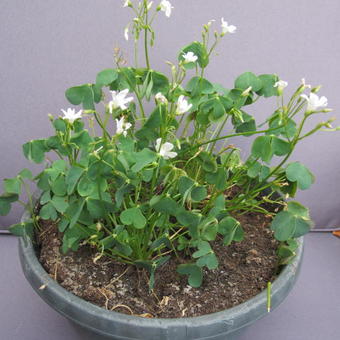 Oxalis articulata 'Alba'