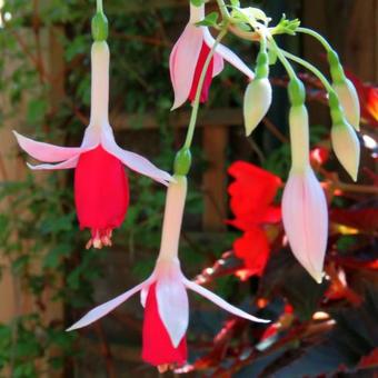 Fuchsia 'Land van Beveren'