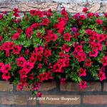 Petunia 'Burgundy' - Petunia