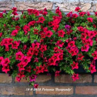 Petunia 'Burgundy'