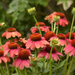 Echinacea 'MOOODZ Sympathy' - Rode zonnehoed