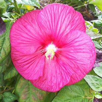 Hibiscus moscheutos 'LUNA'