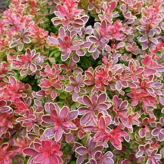 Berberis thunbergii f. atropurpurea 'Admiration'