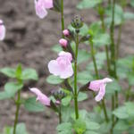 Salvia microphylla 'Blind Faith' - Salie