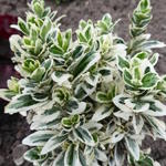 Euonymus japonicus 'White Spire' - Japanse kardinaalshoed