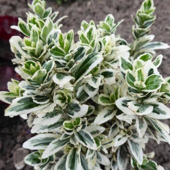 Euonymus japonicus 'White Spire'