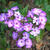 Phlox paniculata 'Uspekh'