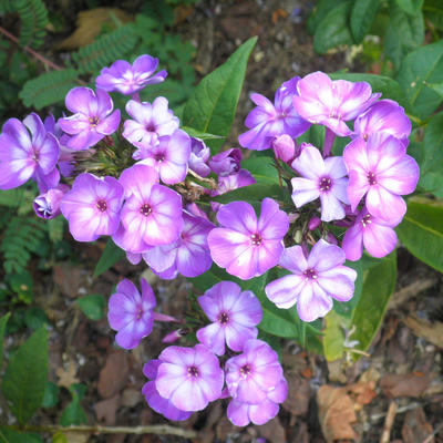 Vlambloem, floks - Phlox paniculata 'Uspekh'