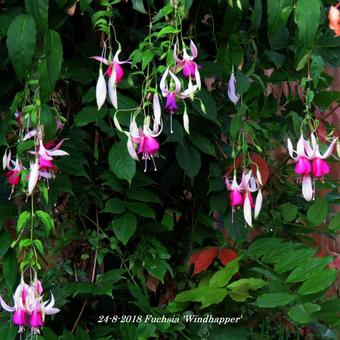 Fuchsia 'Windhapper'