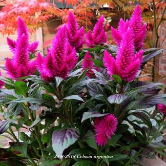 Celosia argentea