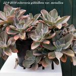 Echeveria gibbiflora var. metallica - Echeveria