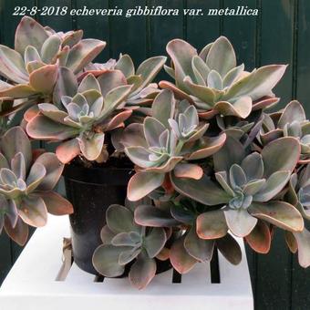 Echeveria gibbiflora var. metallica