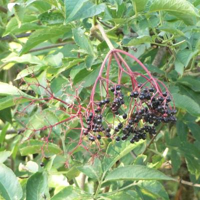 gewone vlier - Sambucus nigra