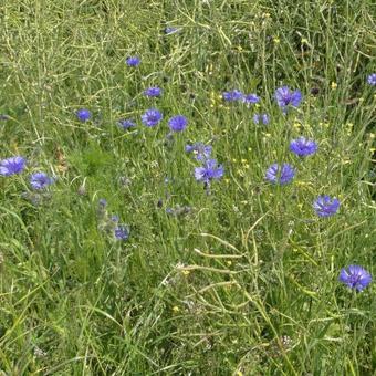 Centaurea cyanus