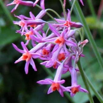 Tulbaghia 'Moya'