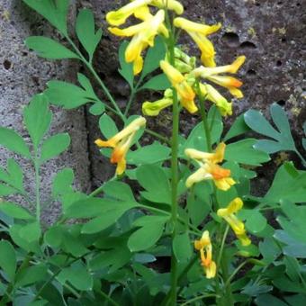 Corydalis lutea