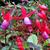 Fuchsia 'Saturnus'