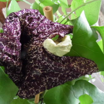 Aristolochia grandiflora