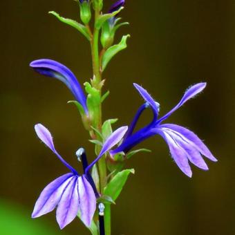 Lobelia sessilifolia