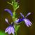 Lobelia sessilifolia