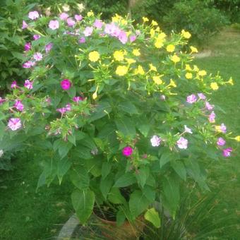 Mirabilis jalapa