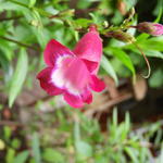 Penstemon 'Elmley' - Slangekop