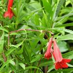 Penstemon 'Windsor Red' - Slangekop