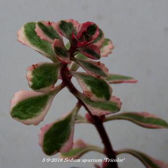 Sedum spurium 'Tricolor'