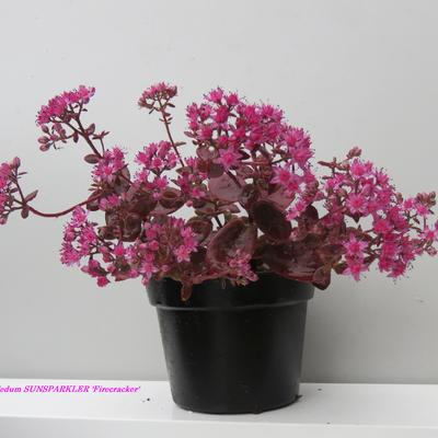 Vetkruid - Sedum SUNSPARKLER 'Firecracker' 