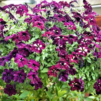 Petunia 'Lightning Sky'