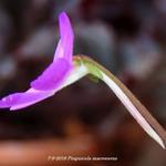 Pinguicula macroceras - Californische vetblad