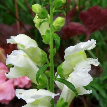 Antirrhinum