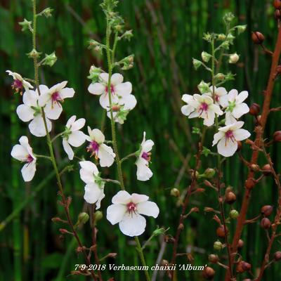 Toorts - Verbascum chaixii 'Album'