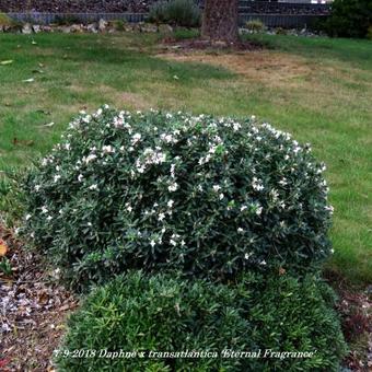 Daphne x transatlantica 'Eternal Fragrance'