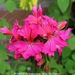 Pelargonium 'Miss McKinsey' (Stellar type) - Geranium