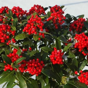 Skimmia japonica 'Pabella'